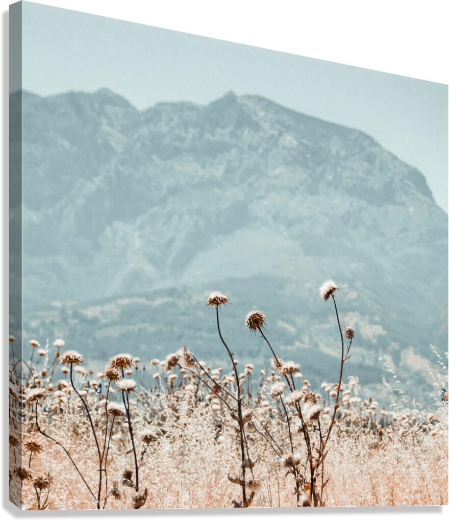 Desert trees Canvas Print