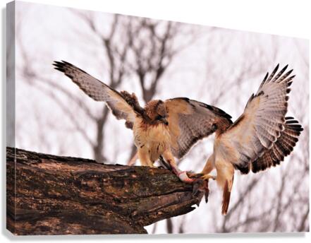 Red-tail Hawk Canvas Print