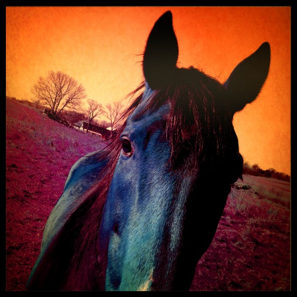 Sunset Horse  Print
