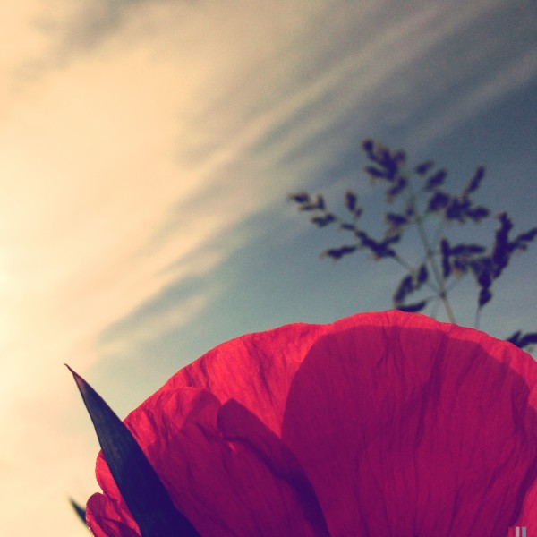 Poppy sky Print