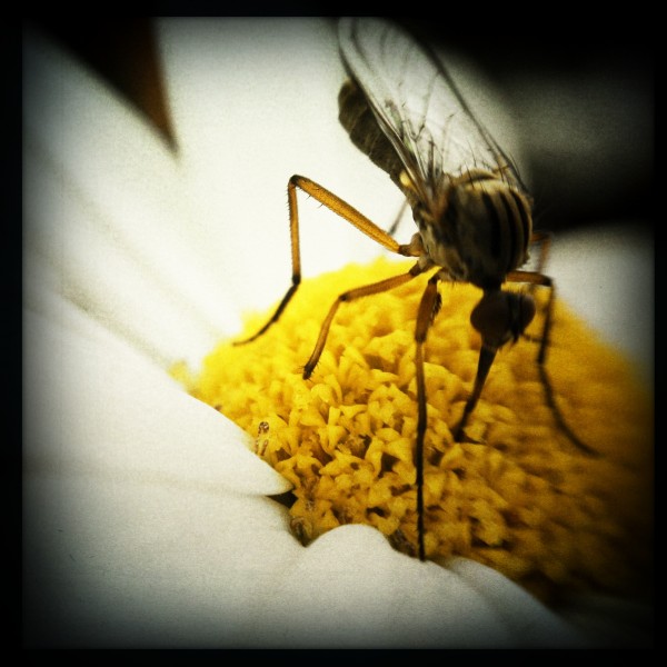 Vegetarian Mosquito Print