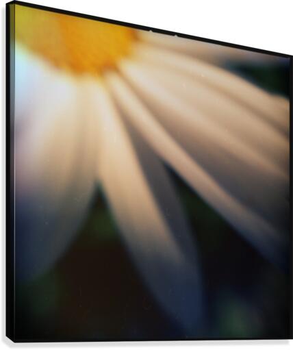 Petal devotion Canvas Print