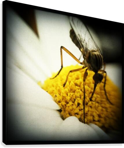 Vegetarian Mosquito Canvas Print