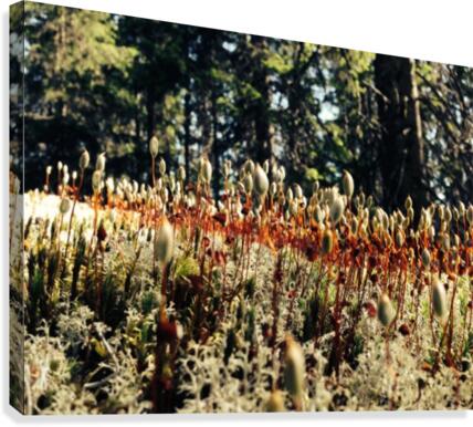 Forest Miniature Canvas Print