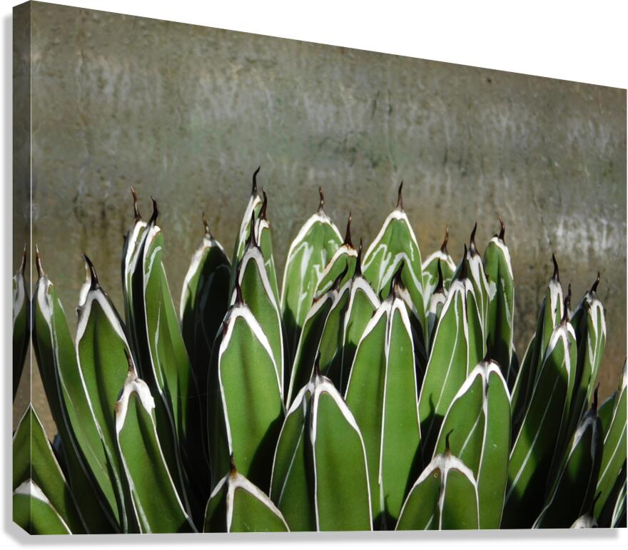 The claws Canvas Print