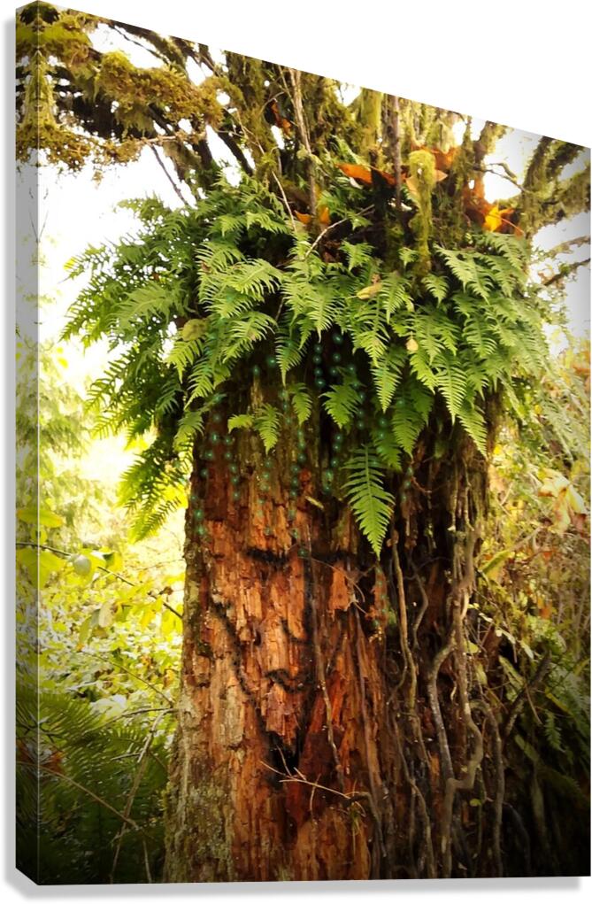 Stump Man Canvas Print