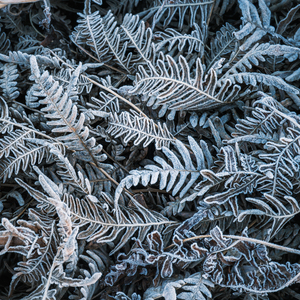 Crystalized