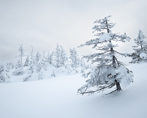 Winterportrait