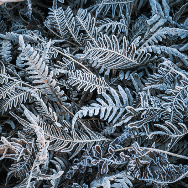 Crystalized Print