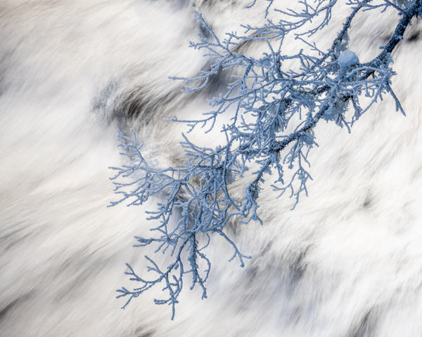 Freeze Print