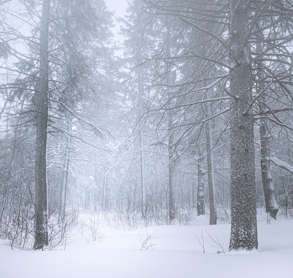 Refuge Print