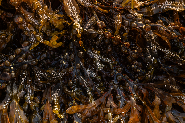 Tidal Zone Print