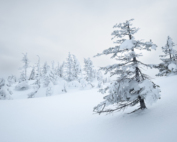 Winterportrait Print
