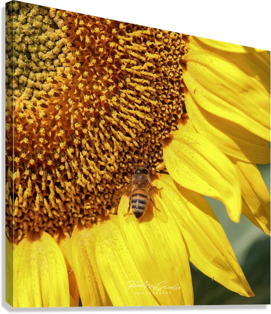 Sunflower Closeup Canvas Print