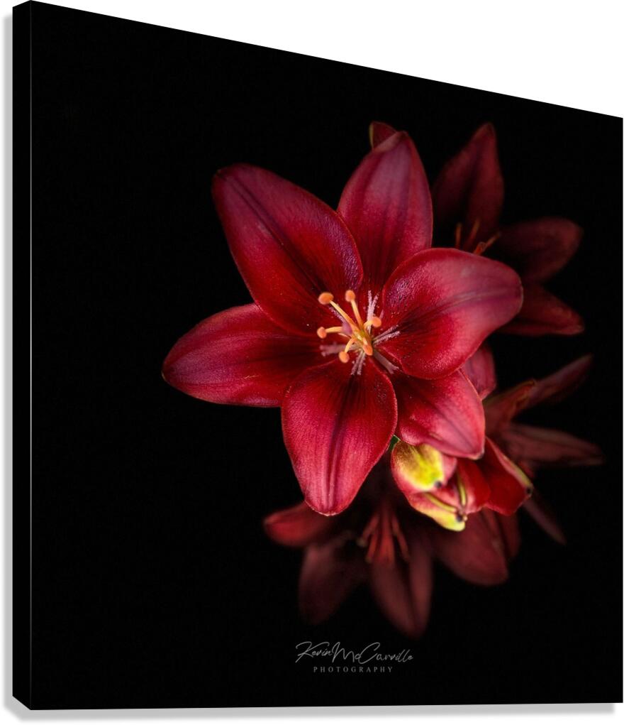 Red Petals Canvas Print