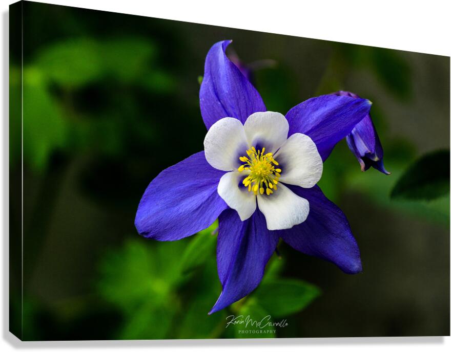 Columbine Canvas Print