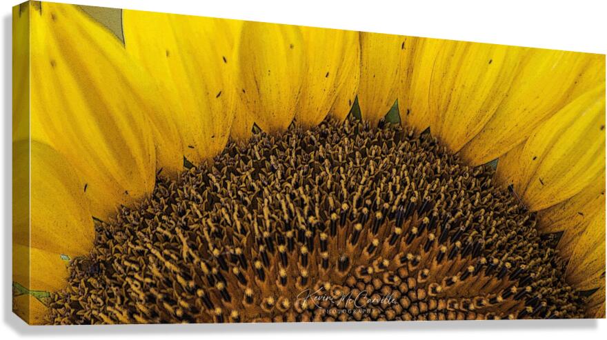 Sunflower Close Up Canvas Print