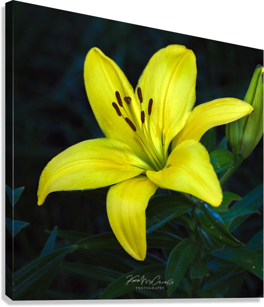 Yellow Canvas Print