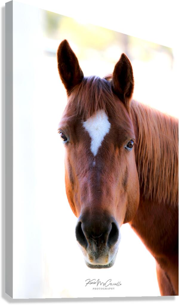 Suzie Canvas Print