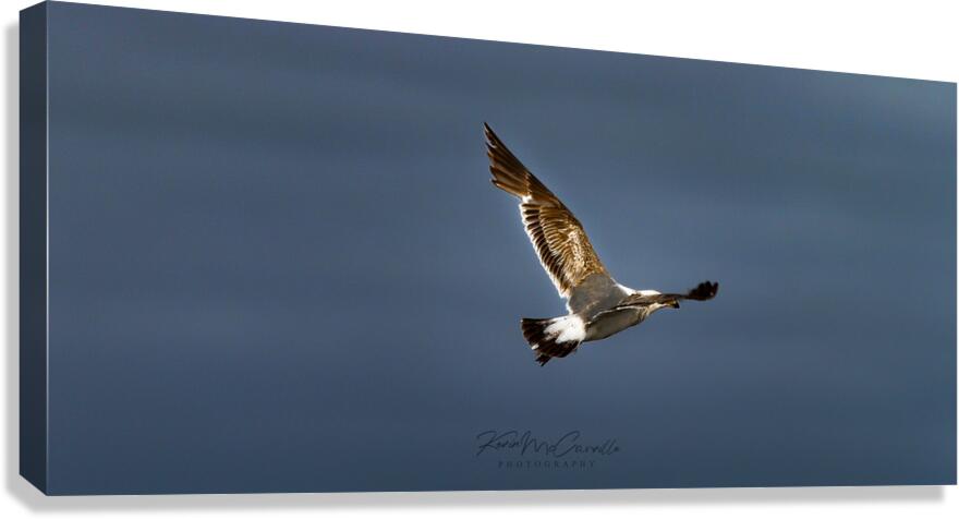 In Flight Canvas Print