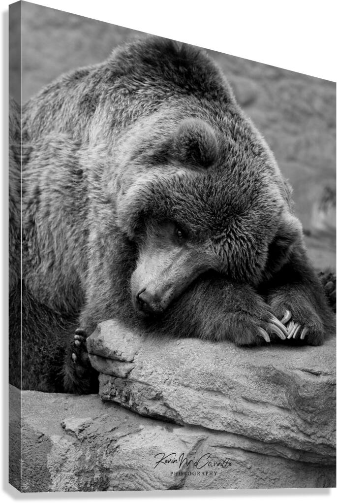 Tired Bear Canvas Print