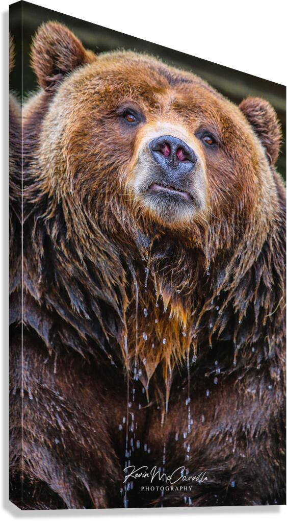 Bear Bath Canvas Print