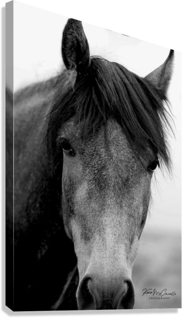 Hello Horse Canvas Print