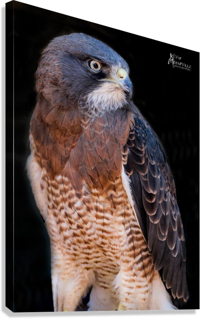 Falcon Canvas Print