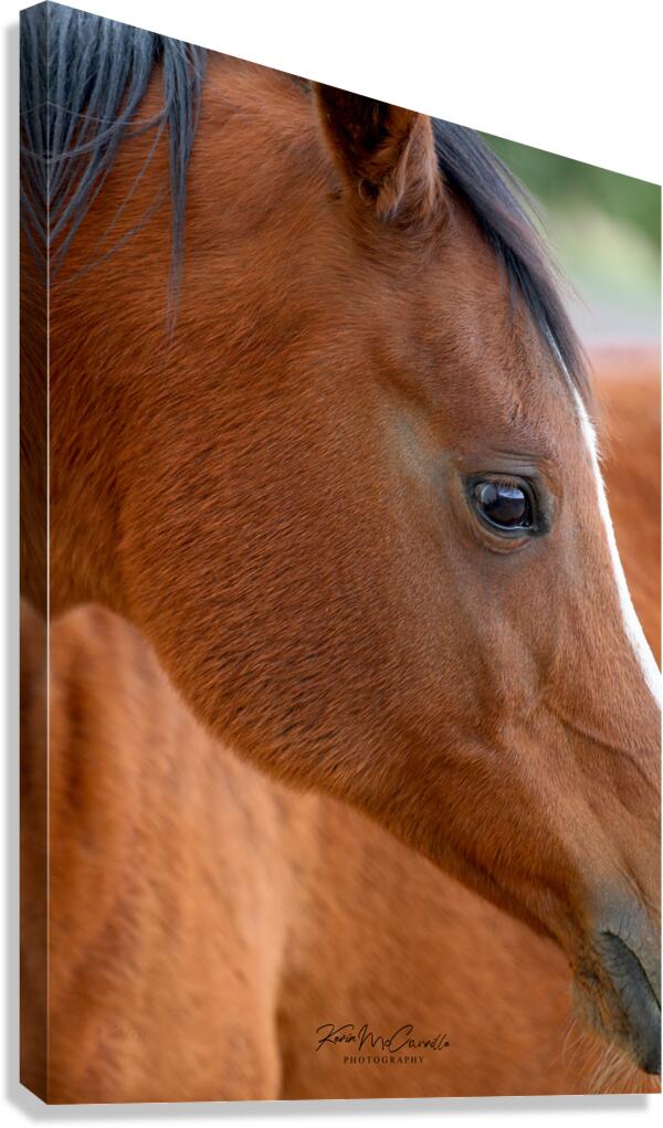 Horse Canvas Print