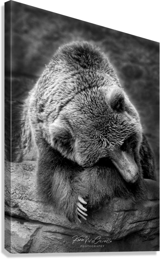 Bashful Bear Canvas Print