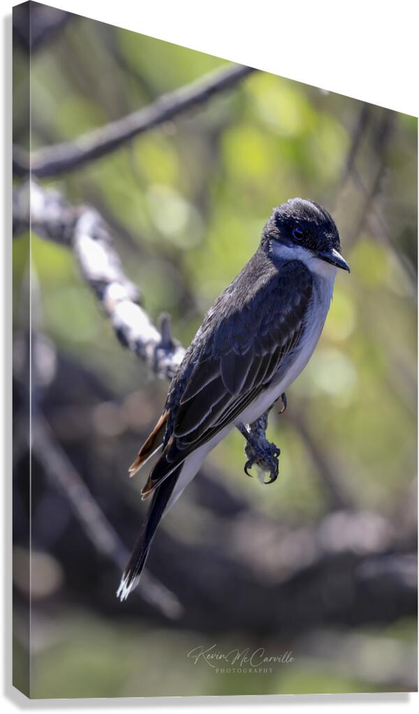 Pretty Bird Canvas Print