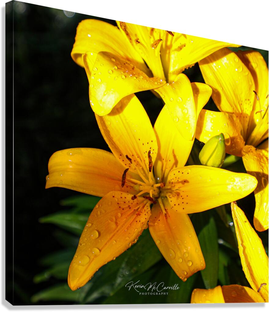 Lily Canvas Print