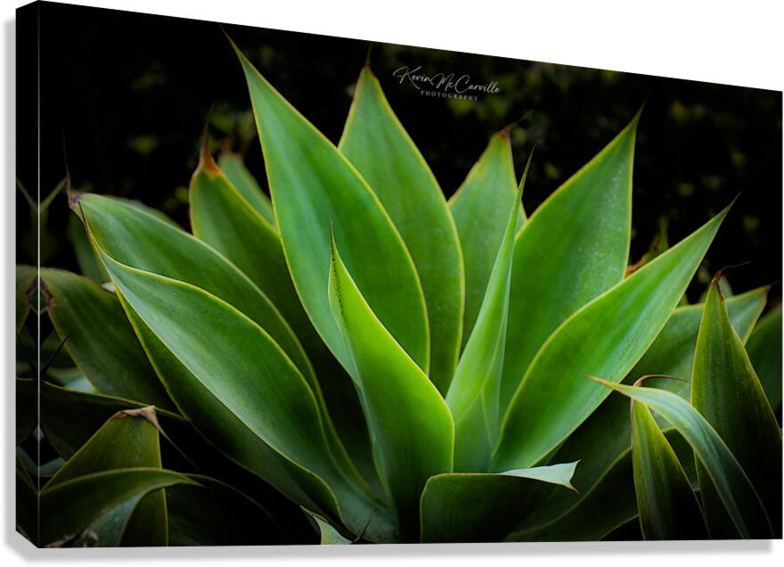 Spike Canvas Print