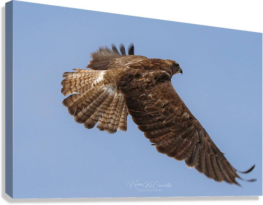 Wings Canvas Print