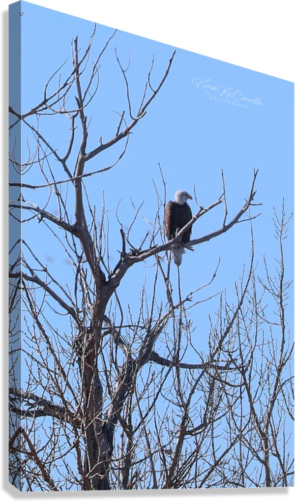 Bald Eagle Watch Canvas Print