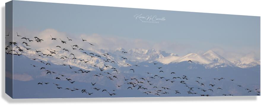 In Flight Canvas Print