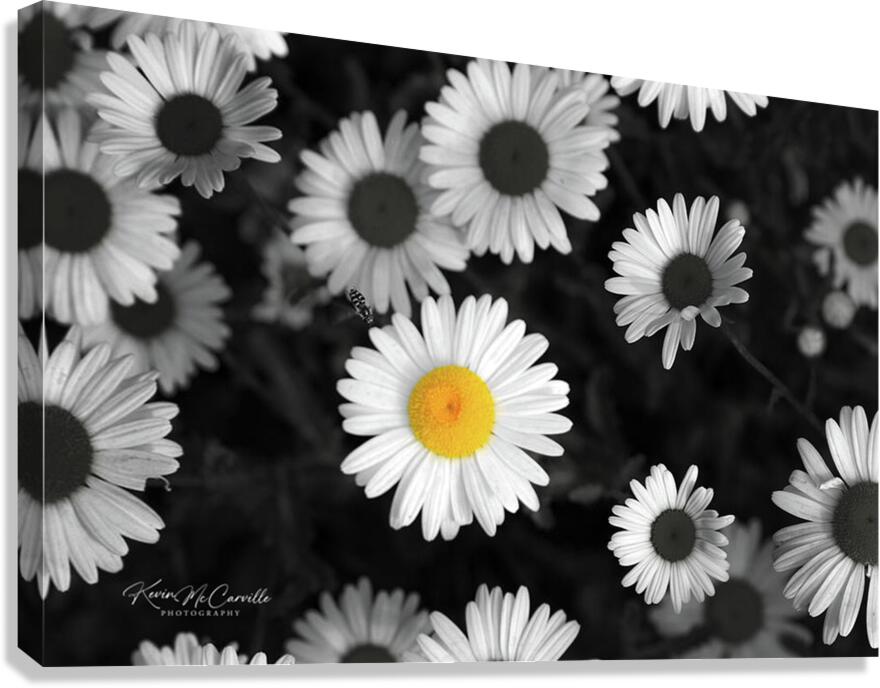 Identity   Canvas Print