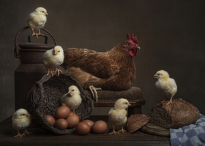 Chicken with Hen
