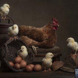 Chicken with Hen