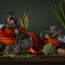 Too late for dinner