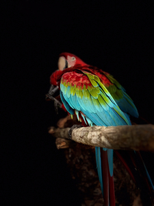 Color Parrot