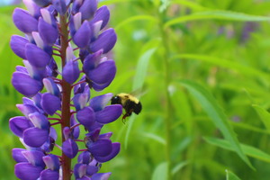 Lupin Bee