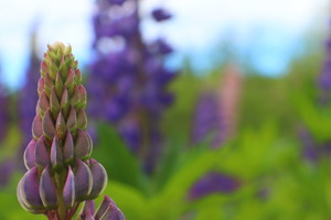 Awaiting Bloom