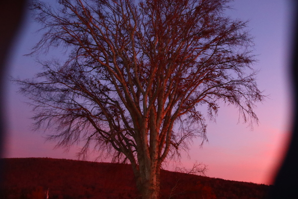 Blurrytree Print