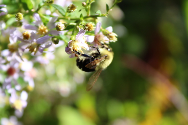 Bumblebee Print