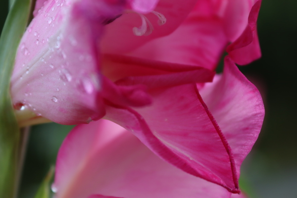 Flowers Print