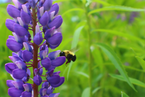Lupin Bee Print