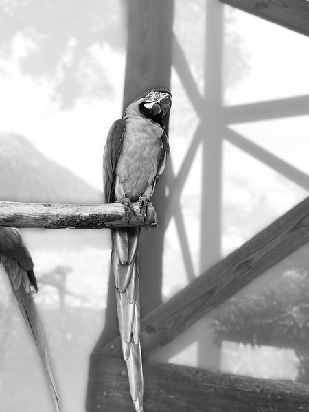 Parrot Print