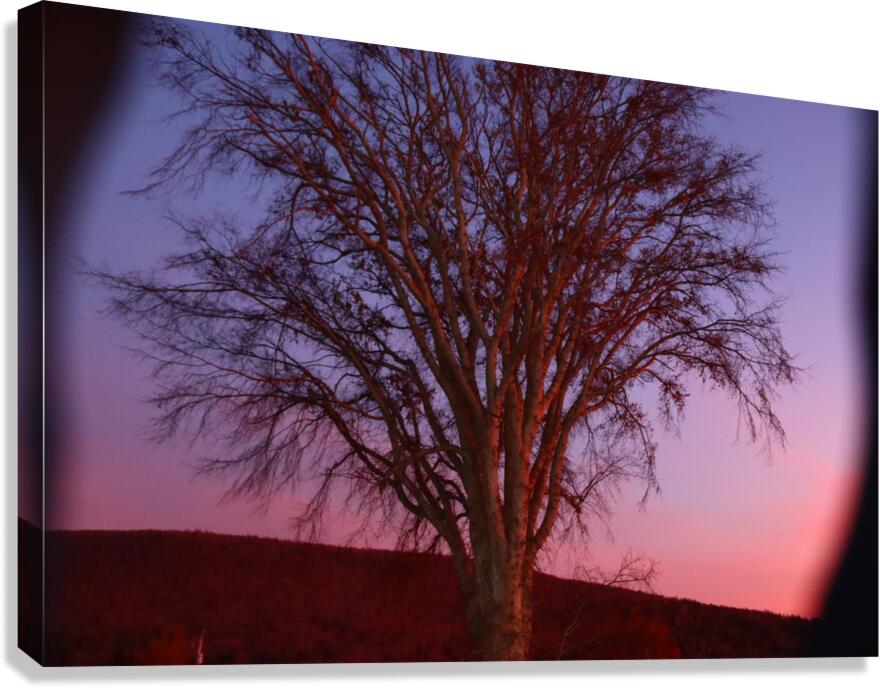 Blurrytree Canvas Print