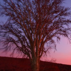 Blurrytree